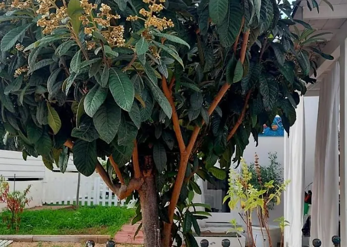 アパート A Due Passi Dal Mare Porto Columbu - Perd'e Sali